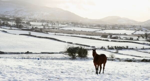 A horse in a field in Cloughoge, Newry, as parts of the UK and Ireland woke up to a blanket of snow caused by an Arctic airflow in the wake of Storm Caroline.