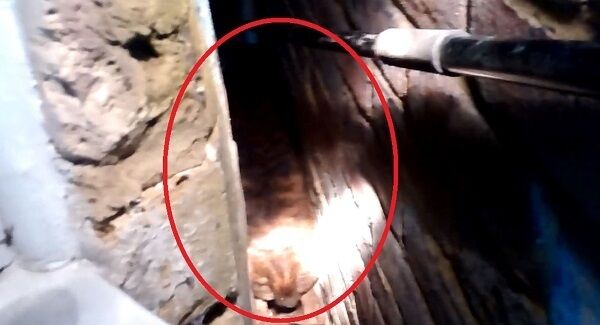 Photo issued by the RSPCA of Taba wedged between a wall and a conservatory when she was spooked by fireworks after fleeing home. Photo issued by the RSPCA of Taba wedged between a wall and a conservatory when she was spooked by fireworks after fleeing home.