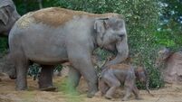 US judge denies bid to grant elephants personhood