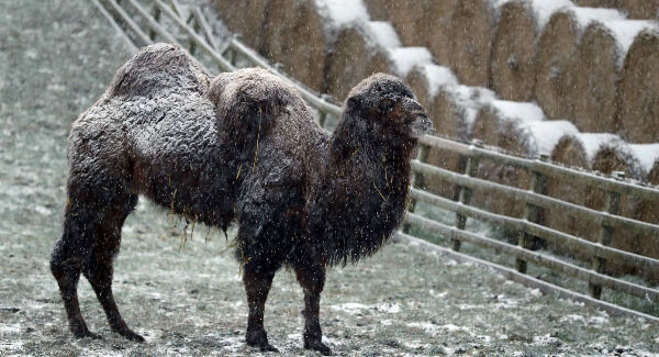 A camel stands in the snow on a farm near Richmond, North Yorkshire, today. Pic: PA A camel stands in the snow on a farm near Richmond, North Yorkshire, today. Pic: PA