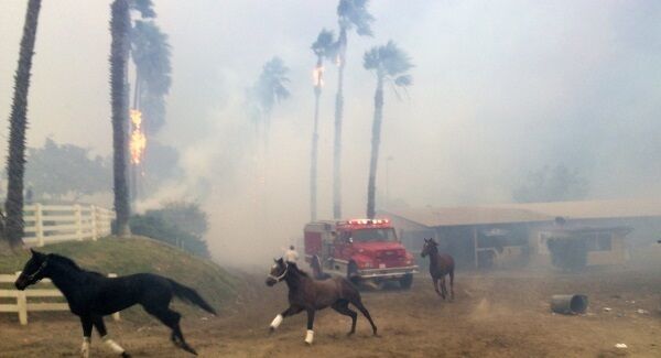 Terrified horses gallop from San Luis Rey Downs as the fire sweeps through the horse-training facility in San Diego. Terrified horses gallop from San Luis Rey Downs as the fire sweeps through the horse-training facility in San Diego.