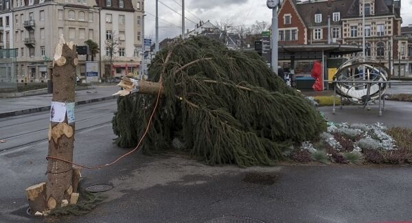 A Christmas tree toppled during storm Burglind lies in the center of Basel, Switzerland today A Christmas tree toppled during storm Burglind lies in the center of Basel, Switzerland today