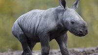 Photos of the new baby Rhino born in Dublin Zoo will just make you happy