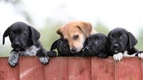 Ban on third party puppy sales under consideration by British government