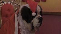 Canine carol service taking place in Dublin today