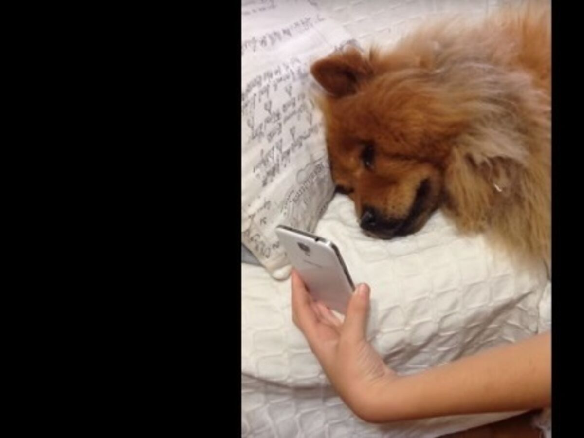 Are Dogs Sad When They Leave Their Mom