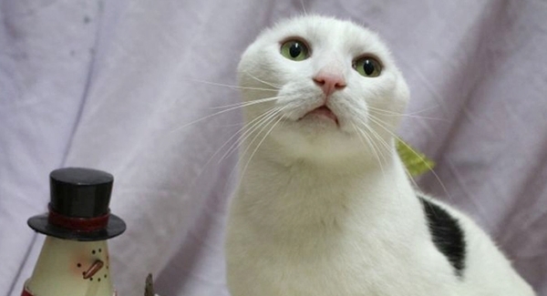 Blind cat and earless son named after Ross and Rachel need home for Christmas