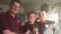 Fire brigade chops up sofa to free trapped kitten