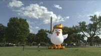 Inflated egg-o: Trump chicken lays claim to White House
