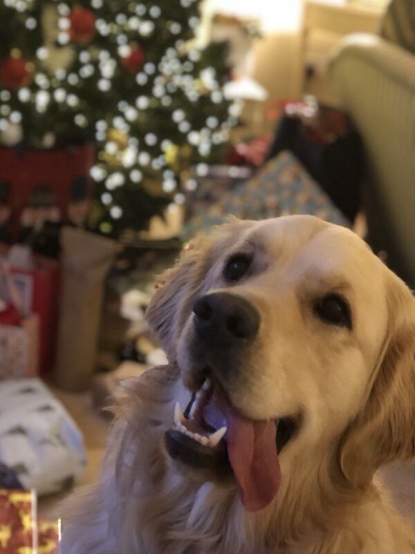 Charlie was a one-and-a-half-year-old golden retriever (@luciedunne_/PA)