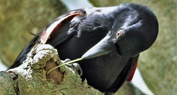 A study has shown that love of fast food has led intelligent crows to fashion elaborate hook tools from twigs.&nbsp;