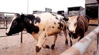 Meat trade as big a climate change culprit as oil industry