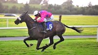 Injury sees Gypsy Island ruled out for season