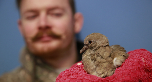Wild at heart: The weird and wonderful life of wildlife responders