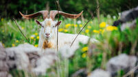 61 year old Louth farmer comes to the rescue of herd of 'randy' Clare goats