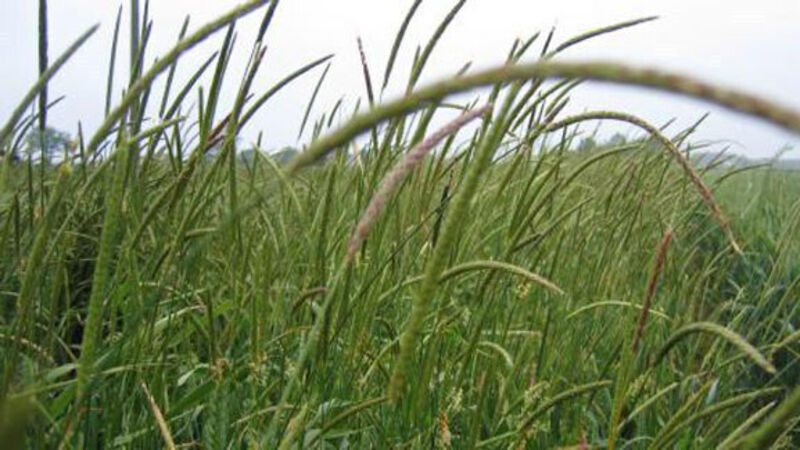 Woman dies in farm accident in Galway Woman dies in farm accident in Galway