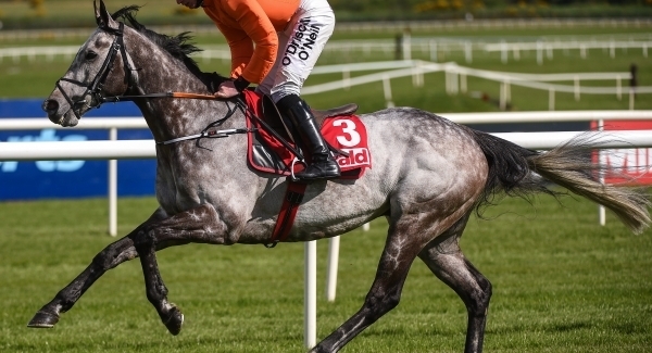 High Court hears how racing injury ended career of Cheltenham-winning horse after seized by CAB