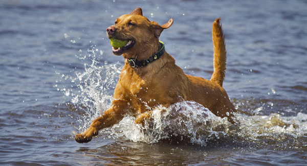 Pet owners urged to protect animals during heatwave
