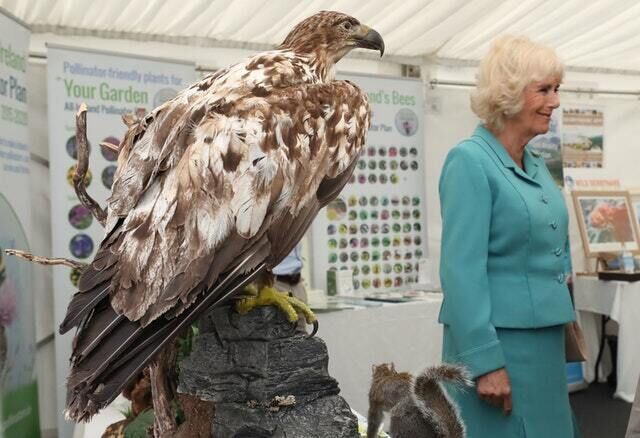 A stuffed eagle was one of the more peculiar sights in Derrynane House in Co Kerry (Niall Carson/PA) A stuffed eagle was one of the more peculiar sights in Derrynane House in Co Kerry (Niall Carson/PA)