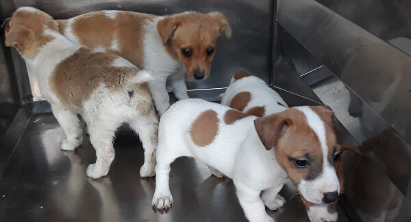 Puppies found at Dublin Port. Puppies found at Dublin Port.