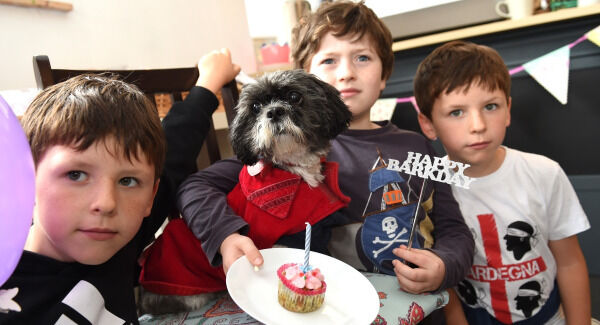 Shih Tzu 'Cookie' celebrates her 18th birthday with Samuel Tortora, Marcus Gibney and Alexander Tortora, from Midleton. Pic: Larry Cummins Shih Tzu 'Cookie' celebrates her 18th birthday with Samuel Tortora, Marcus Gibney and Alexander Tortora, from Midleton. Pic: Larry Cummins