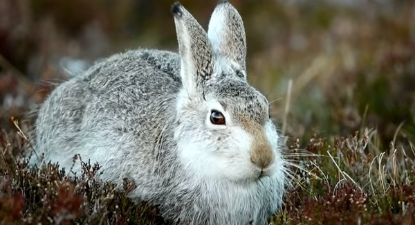 Campaigners, supported by Chris Packham, call for action over hare culling footage
