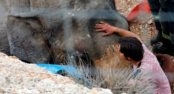 A man checks on an elephant after a circus truck carrying elephants turned over a long a major motorway in the South Eastern region of Albacete, Spain. (El Digital de Albacete/MarÂ’a Guerrero via AP) A man checks on an elephant after a circus truck carrying elephants turned over a long a major motorway in the South Eastern region of Albacete, Spain. (El Digital de Albacete/MarÂ’a Guerrero via AP)