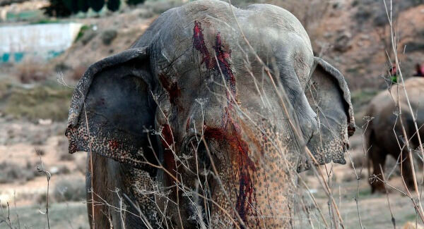 An elephant is lifted up by a crane after a circus truck carrying elephants turned over a long a major motorway in the South Eastern region of Albacete, Spain. (El Digital de Albacete/MarÂ’a Guerrero via AP) An elephant is lifted up by a crane after a circus truck carrying elephants turned over a long a major motorway in the South Eastern region of Albacete, Spain. (El Digital de Albacete/MarÂ’a Guerrero via AP)