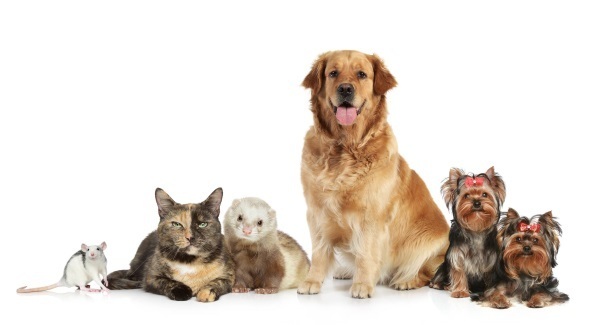 Top tips for keeping your pet safe during next week’s warm weather