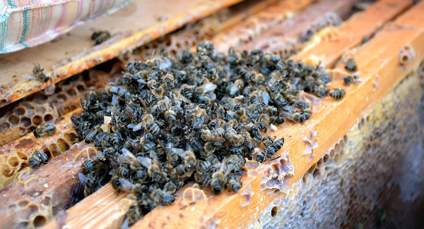 Bees’ winter of discontent: Keepers counting the costs after a harsh season