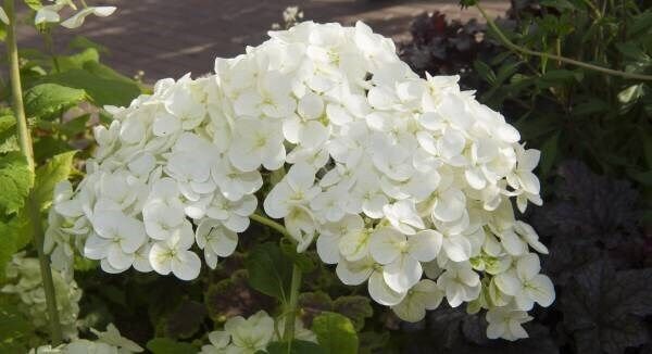 Hydrangeas, growing in their preferred position of moist soil in semi-shade have performed quite well, the increased level of sunlight leading to bigger booms than normal. Picture Dan Linehan