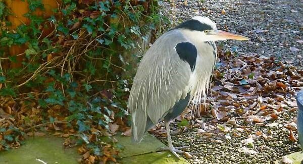 Heron-masters intrigued by blizzard-battling Ron