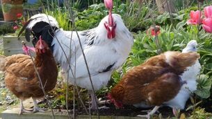 Your essential guide to setting up your own hen-house