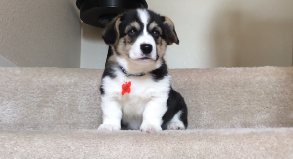 The search for Ireland's most adorable puppy is happening