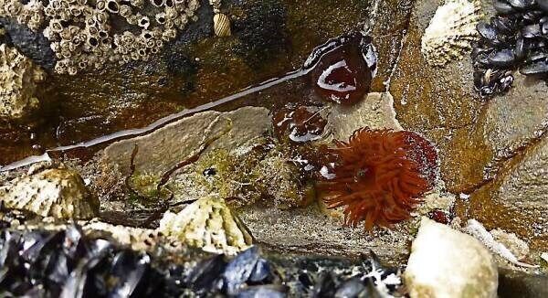 A red beadlet anemone, among acorn barnacles, limpets, mussels, and a whelk.