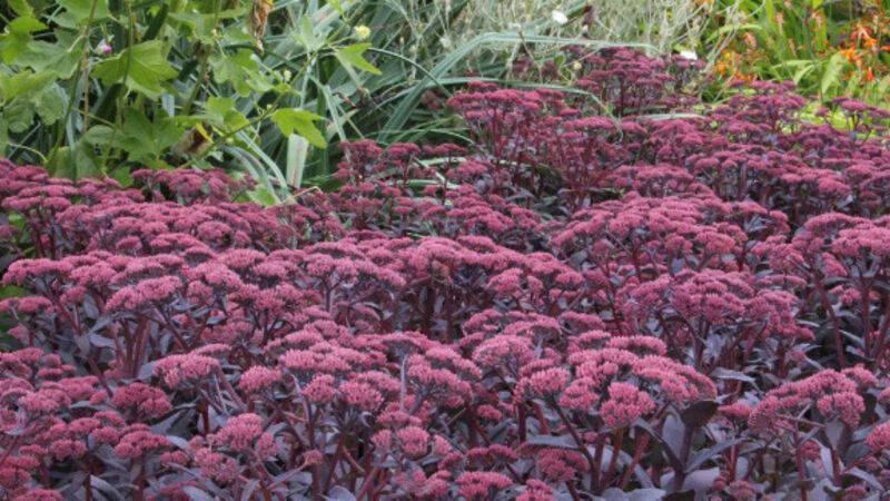 Hot summers mean their could be a rise of drought-resistant plants Hot summers mean their could be a rise of drought-resistant plants