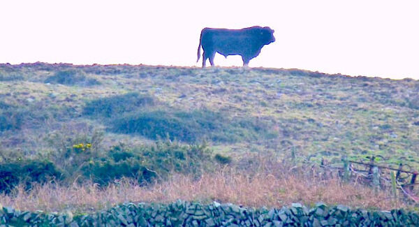 An Irish version of El Toro de España that stands in silhouetted cut-outs on Spanish hill tops. It’s without the dangerous horns – it’s a friendlier bull, a toro simpatico, like the one in my story.