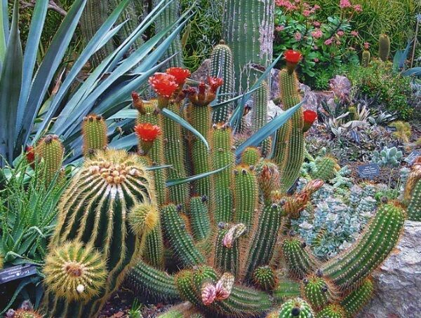 Some cactus species can go for two years without water. Pexels.