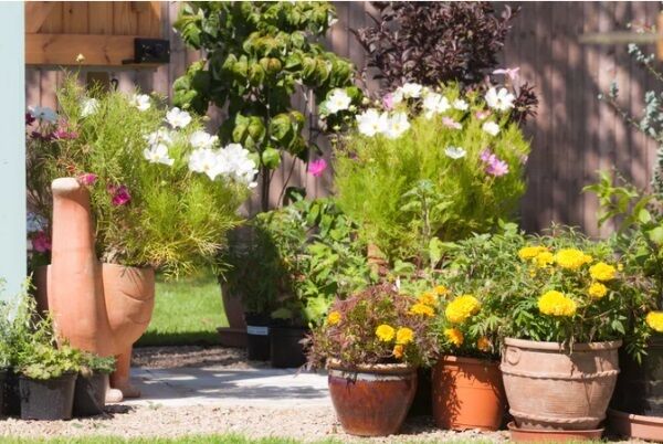 Position plants in the shade if possible as they will need less water. Shutterstock.