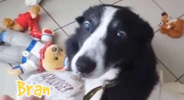 These dogs looking for their forever home were given gifts and their reactions are adorable