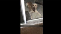 WATCH: Good boy Sam opens the door for his human after she locks herself out