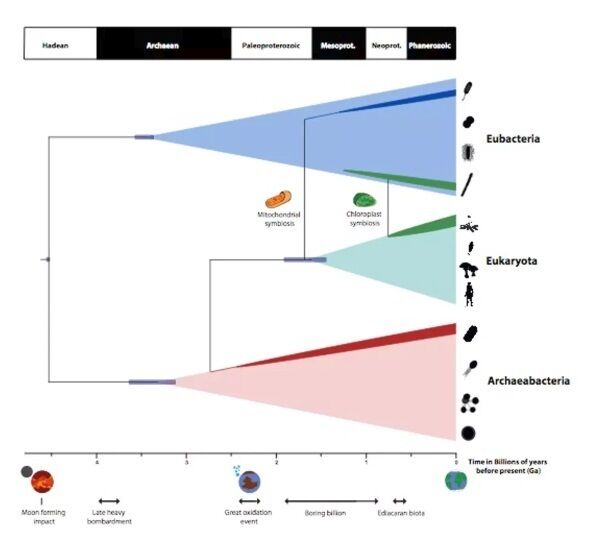 A timescale for the evolution of life on Earth summarising the findings of the new study. University of Bristol. A timescale for the evolution of life on Earth summarising the findings of the new study. University of Bristol.
