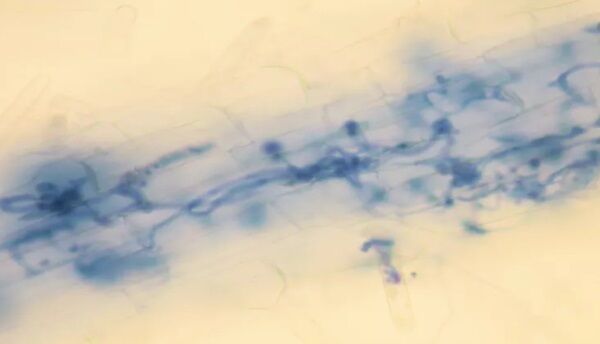 Blue-stained omycete pathogen infecting transparent plant root cells. John Herlihy, CC BY-ND.