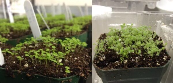 Arabidopsis seedlings before and after oomycetes infection. The white hairs on the infected plant on the right are spore-producing reproductive structures. The pillowy appearance gave the pathogen its name, downy mildew. John Herlihy, CC BY-ND.