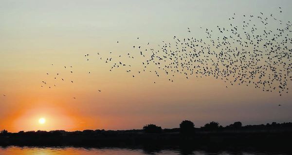 Protecting threatened wildlife: Few alternatives