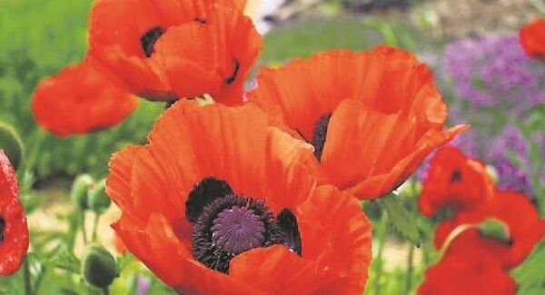Poppies in a wildflower garden on the Maine Coast Poppies in a wildflower garden on the Maine Coast