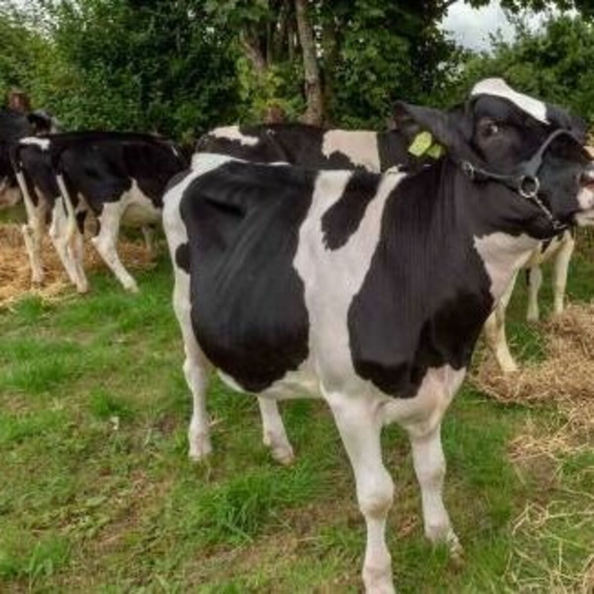 Dairy farms must become sought-after places to work