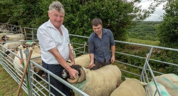 At last Sunday’s Kilgarvan Show in Co Kerry, father and son Danny and John McCarthy preparing their Scotch rams for showing. Picture: John Delea