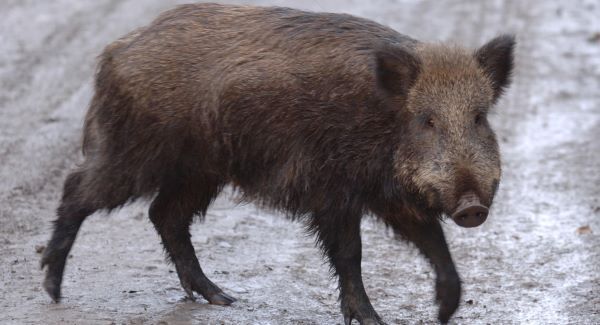 African swine fever detected in Belgian wild boars