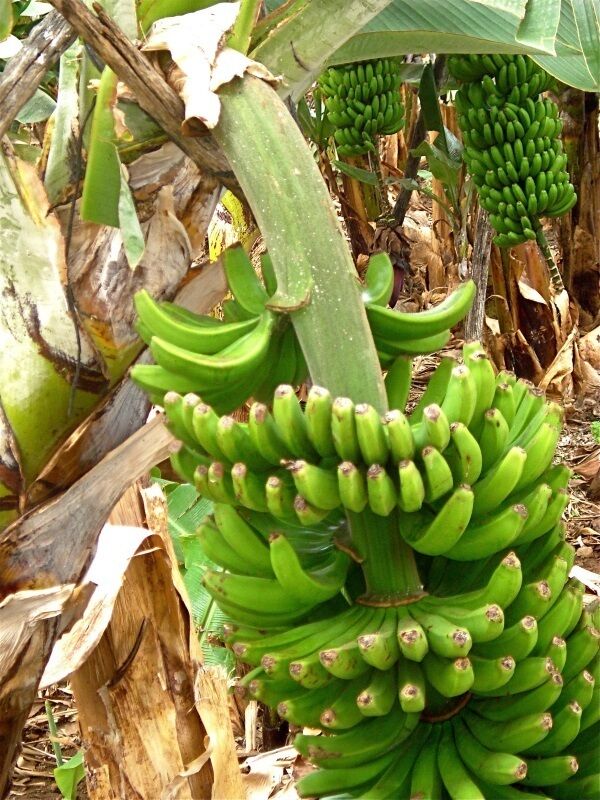 A banana plantation in La Palma today. A banana plantation in La Palma today.